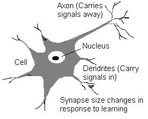 Struktur af neuron