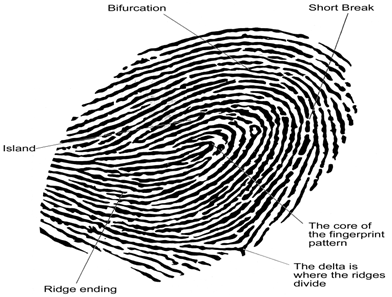 Идентификация на пръстови отпечатъци