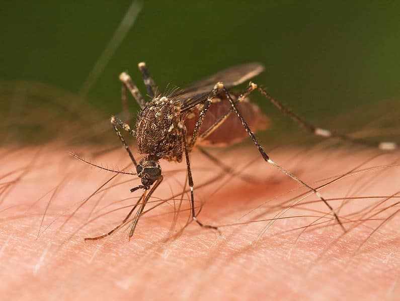 ملف: Mosquito Tasmania crop.jpg